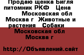 Продаю щенка Бигля питомник РКФ › Цена ­ 50 000 - Московская обл., Москва г. Животные и растения » Собаки   . Московская обл.,Москва г.